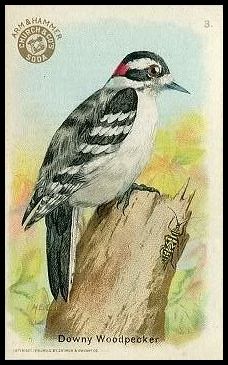 3 Downy Woodpecker